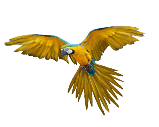 Parrot Png Available In Different Size PNG images