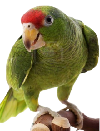 High Resolution Parrot Png Clipart PNG images