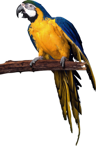 PNG Parrot Picture PNG images