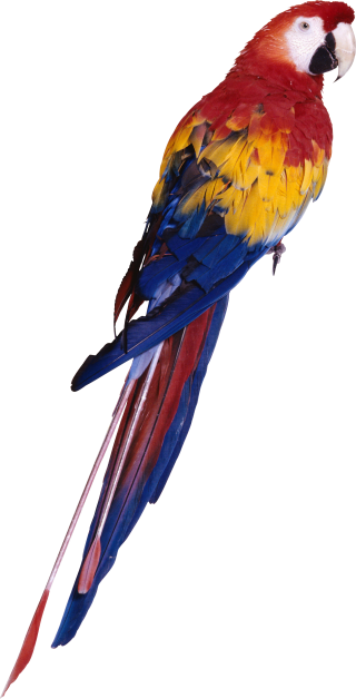 Browse And Download Parrot Png Pictures PNG images