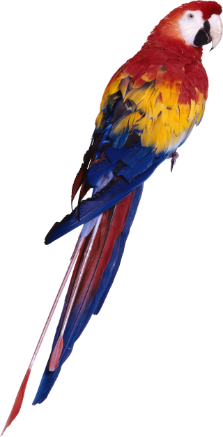 Parrot Png Parrot Transparent Background Freeiconspng