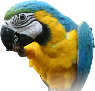 Parrot Clipart Best Png PNG images