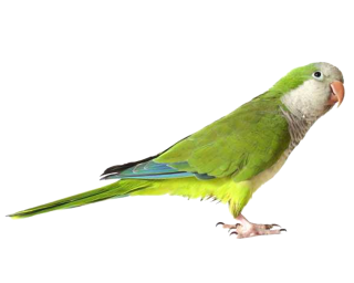 Download Icon Parrot Vectors Free PNG images