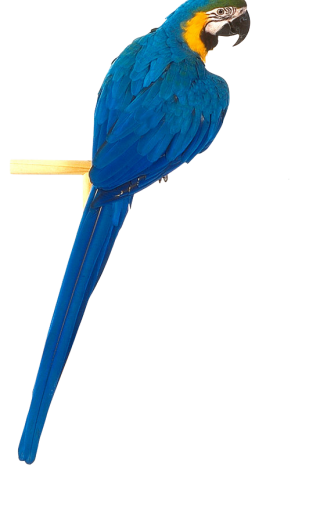 Png Parrot Best Collections Image PNG images