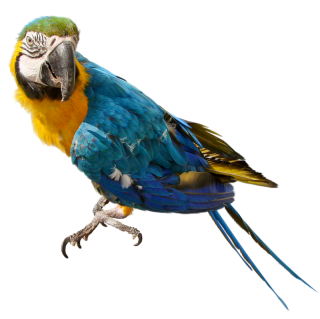 Parrot Background PNG images