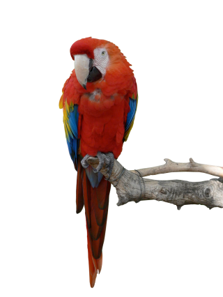PNG Parrot Transparent PNG images
