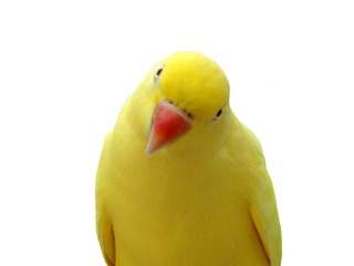 Parrot PNG File PNG images