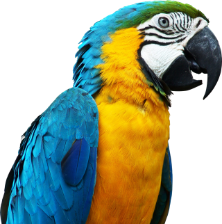 Clipart Parrot Best Png PNG images