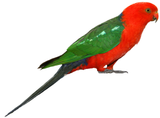 Art Clip Parrot PNG images