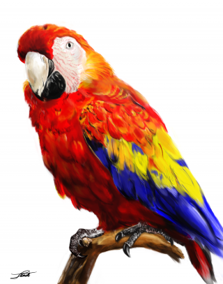 Free Icon Vectors Parrot Download PNG images