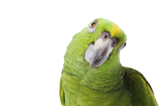 Transparent Png Background Parrot PNG images