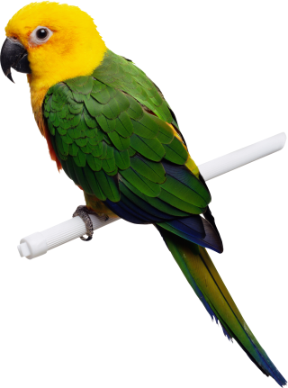 Parrot Best Clipart Png PNG images