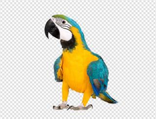 Hd Parrot Image In Our System PNG images