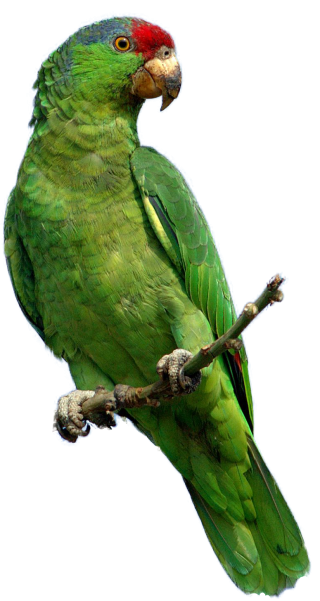 Parrot Photo PNG PNG images