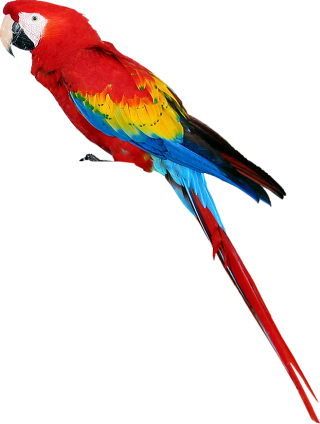 Free Download Parrot Png Vector PNG images