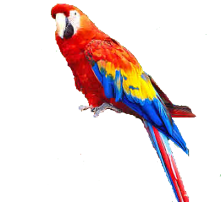 Download And Use Parrot Png Clipart PNG images