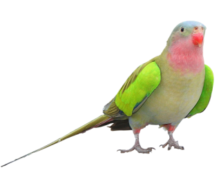 Parrot PNG Clipart PNG images