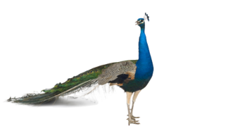 Clip Art Peacock PNG images