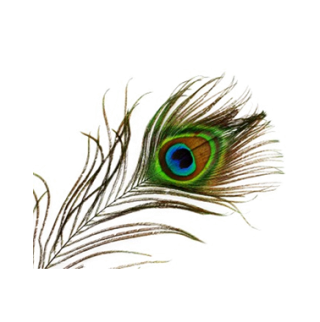 Transparent Peacock PNG PNG images