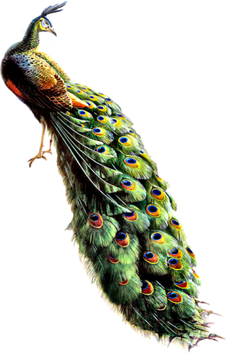 Peacock Collections Best Image Png PNG images