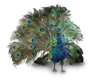 Peacock Art Clip PNG images