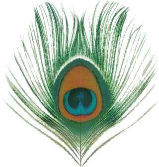Use These Peacock Vector Clipart PNG images