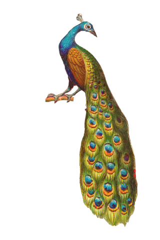 PNG Peacock Picture PNG images