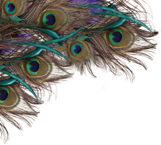 Background Peacock Hd Transparent Png PNG images