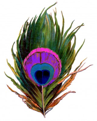 Peacock Transparent PNG Image PNG images