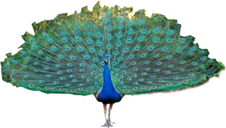 Icon Peacock Download PNG images