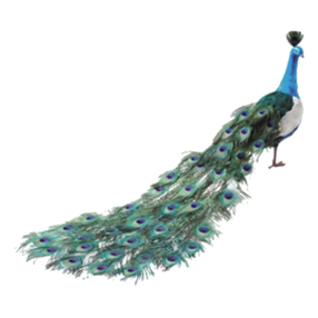 Clipart PNG Peacock PNG images