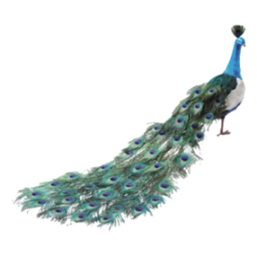 Peacock PNG, Peacock Transparent Background - FreeIconsPNG