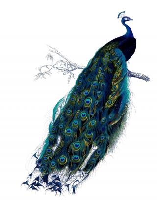 Png Vector Peacock PNG images