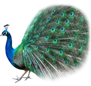 Best Free Peacock Png Image PNG images