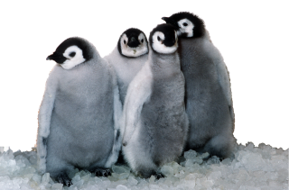 Family Penguin PNG, Poles, Puppies, Penguins PNG images