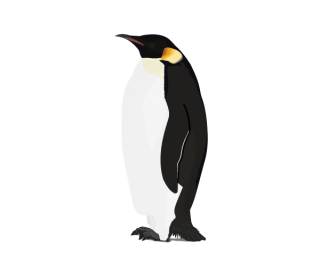 Penguin Png Available In Different Size PNG images
