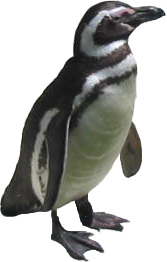 Download And Use Penguin Png Clipart PNG images