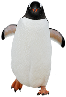 Download Penguin Images Free PNG images