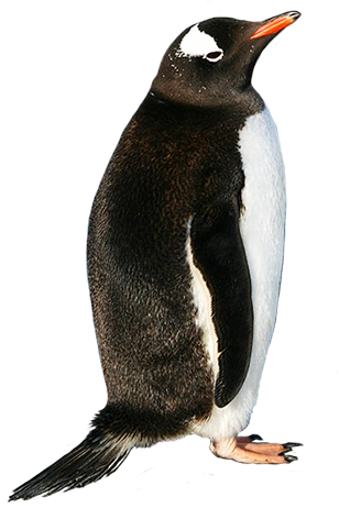 Penguin Picture Download PNG images