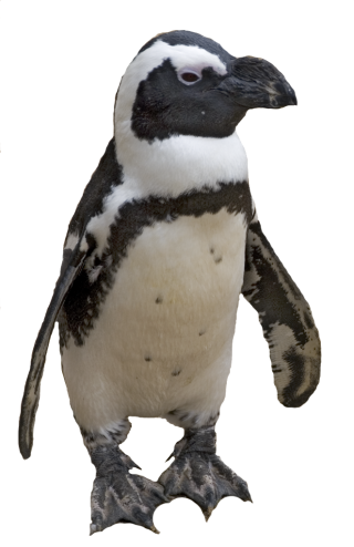 Png Best Penguin Collections Image PNG images
