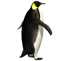 Penguin Png Image Best Collections PNG images