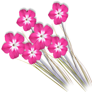 Flower Photoshop Background Png PNG images