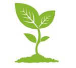 Vector Plant Drawing PNG images