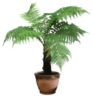 Beautiful Transparent Plants Pictures PNG images