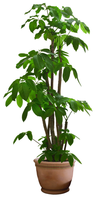 Beautiful Transparent Plants Png PNG images