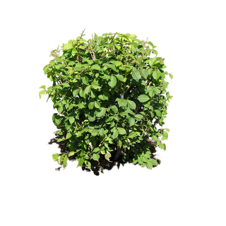 Bush Plant Png Image PNG images