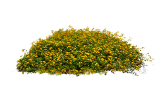 Bush Plant Png View PNG images