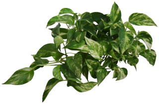 Plant (epipremnum Pinnatum) Png PNG images