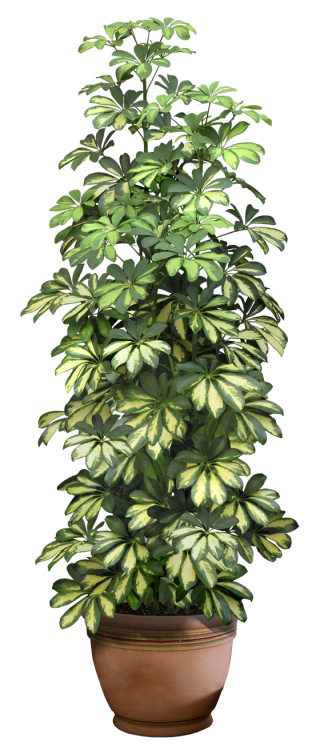Plant Png Photos PNG images