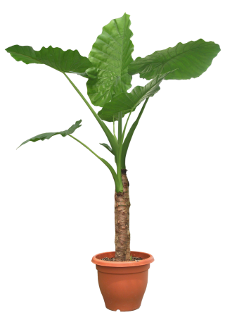 Plant Png Potted PNG images